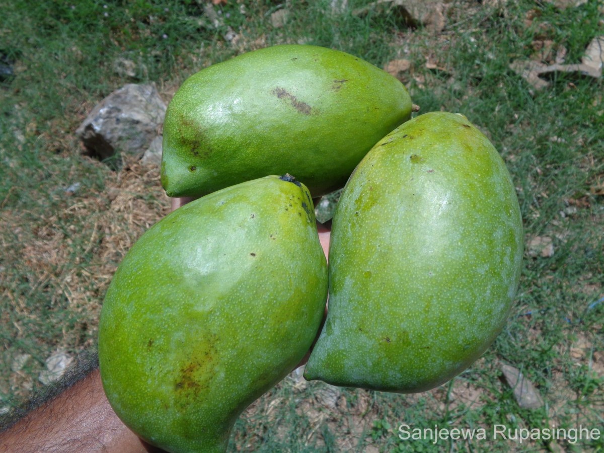 Mangifera indica L.